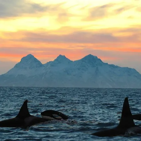 Midnight Sun Lofoten Шале